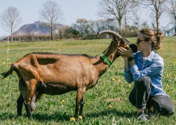 FROMAGE DE GOAT&nbsp;(GOAT) OLBY - FROMAGE DE GOAT